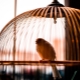 Kavezi za ptice: pregled vrsta i preporuke za odabir