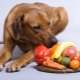 Can bananas be given to dogs and how to do it?
