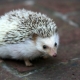 Features of keeping African hedgehogs at home