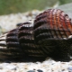 Caractéristiques de l'entretien de l'escargot tylomélanie