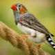 Burung finch: jenis dan penyelenggaraan di rumah