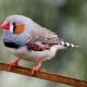 Berapa tahun burung finch hidup dan bergantung pada apa?
