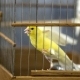 How many years do canaries live and what does it depend on?