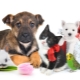 What is pet care?