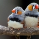 Chim sẻ vằn: bảo dưỡng, chăm sóc và nhân giống