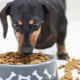 Hvordan vælger man foder til hunde med følsom fordøjelse?