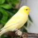 Canaries: description of breeds, rules of keeping and breeding