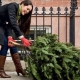 Kdaj in kako očistiti božično drevo po novem letu?