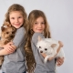 Eine Kreuzung zwischen einem Chihuahua und einem Toy Terrier: Merkmale, Charakterbeschreibung und Inhalt