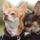 Conditions de détention et règles de prise en charge d'un Chihuahua