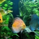 Types of aquarium fish