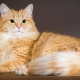Sarkanie Sibīrijas kaķi: šķirnes īpašības un saturs