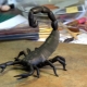 Nous sculptons un scorpion en pâte à modeler