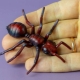 Comment sculpter des fourmis en pâte à modeler ?