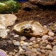 Kaplumbağa teraryumları nedir ve nasıl donatılır?