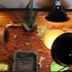 Everything you need to know about terrarium lamps