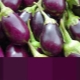 All about the color of eggplant