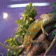 Lahat tungkol sa mga chameleon terrarium