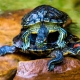 Hvordan fodrer man en rødøret skildpadde?