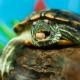 Kā mājās pabarot mazu sarkanausu bruņurupuci?