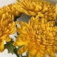 Chrysanthèmes en papier ondulé