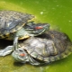 Kā noteikt sarkanausu bruņurupuča dzimumu?
