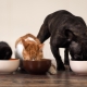 Alimenti Tafi per cani e gatti