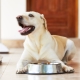 ROYAL CANIN voer voor labradors