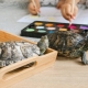 Is het mogelijk voor een roodwangschildpad om door het appartement te lopen en hoe te lopen?