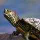Vai un cik ilgi sarkanausu bruņurupuci var turēt bez ūdens?
