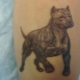 Pregled i značenje tetovaže pit bull