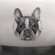 Recensione del tatuaggio del bulldog