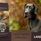 Landor suņu barības īpašības un pārskats
