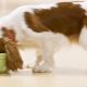 ROYAL CANIN mitrās suņu barības īpašības un pārskats