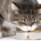 Kenmerken van voeding voor gesteriliseerde katten GRANDORF