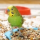 A VAKA papagájok étel tulajdonságai