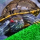 Cik ilgi dzīvo sarkanausu bruņurupuči?