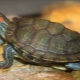 Sich zu Hause um eine Rotohrschildkröte kümmern