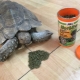 Alles, was Sie über Schildkrötenfutter wissen müssen
