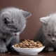 Semua tentang makanan holistik untuk anak kucing