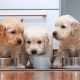 Giới thiệu về Holistic Puppy Food