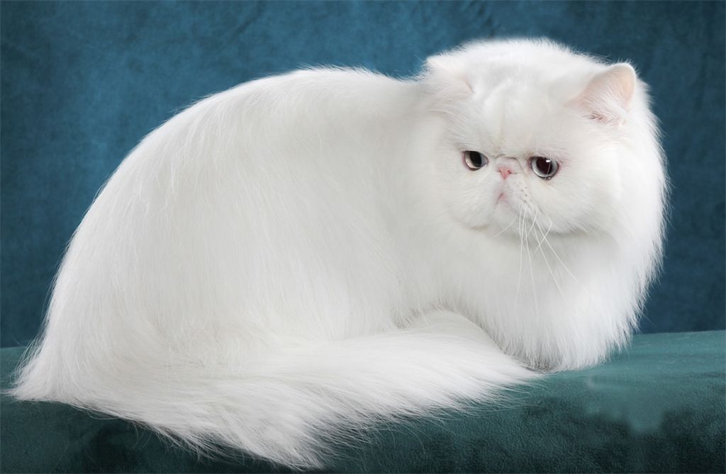 Port Bestemt Elastisk Hvid persisk kat (12 billeder): beskrivelse af hvide katte med blå og brune  øjne. Vedligeholdelse af en hvid perserkilling