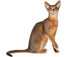 Vše, co potřebujete vědět o habešských kočkách a kočkách