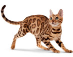 Bengālijas kaķis: šķirnes un rakstura iezīmes