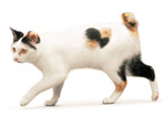 Bobtail cats: mga katangian, kulay at pangangalaga