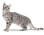 Asal usul, penerangan dan kandungan kucing Mau Mesir