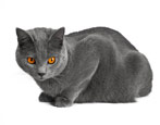 Cartesiaanse katten: kenmerken van het ras, aard en zorgregels