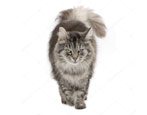 Beschrijving, soorten kleur en kenmerken van het houden van Siberische katten