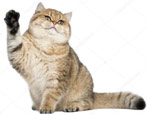 Kočka činčila zlatá: charakteristika, výběr a podmínky zadržení
