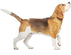 Beagle: perihalan baka dan ciri penjagaan